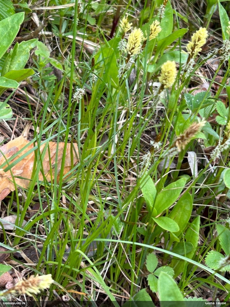 осока весенняя