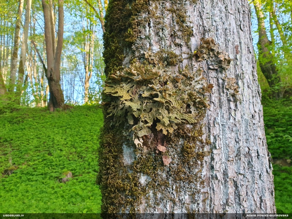 Parastais plaušķērpis