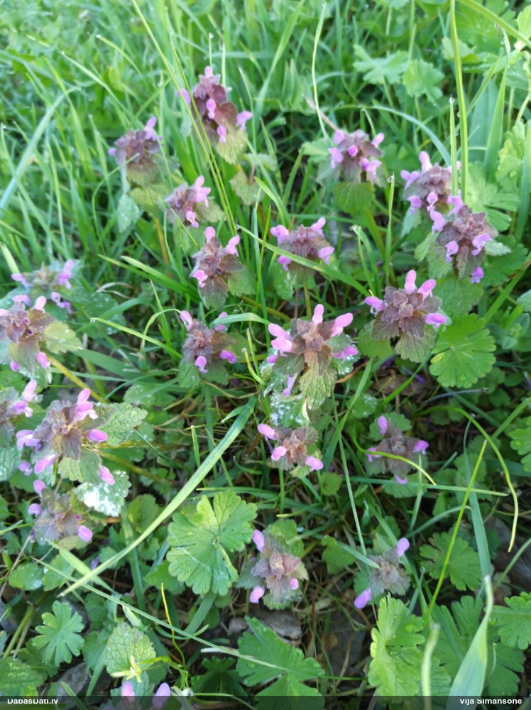 яснотка пурпуровая