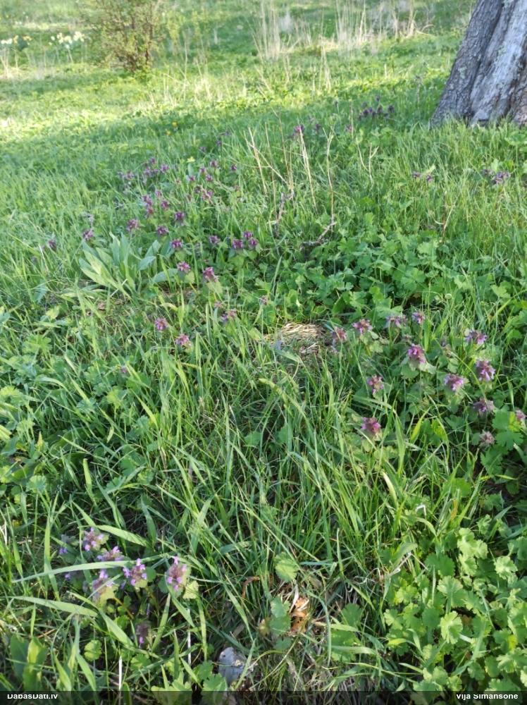 яснотка пурпуровая