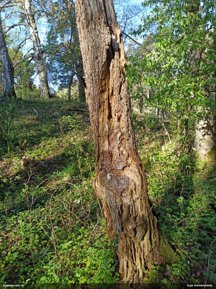 Neīstais pūpēdis, parastais gļotpūpēdis