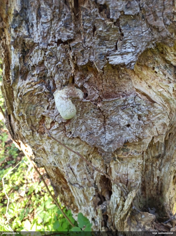 Neīstais pūpēdis, parastais gļotpūpēdis