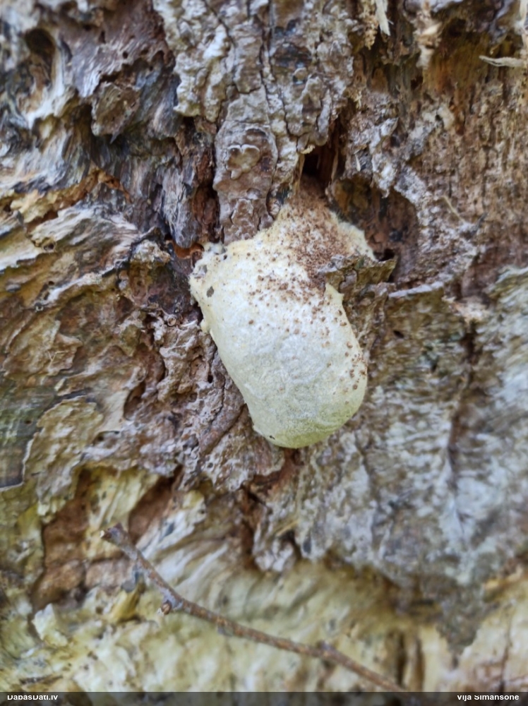 Neīstais pūpēdis, parastais gļotpūpēdis