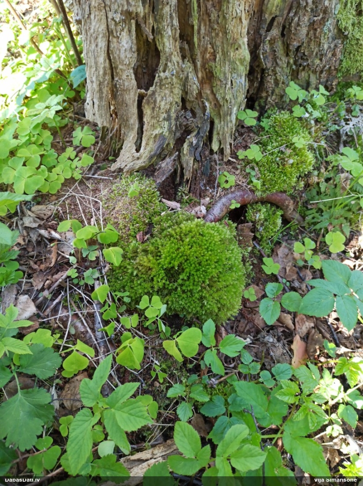 Viengada skrajlapīte