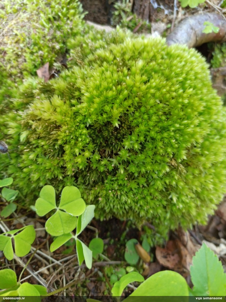 Viengada skrajlapīte