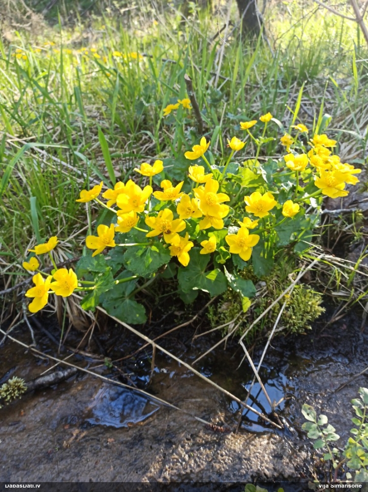 калужница болотная