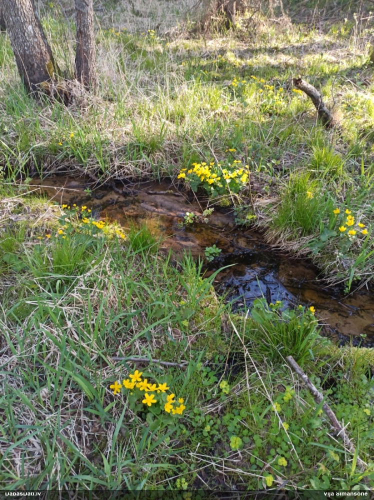 калужница болотная