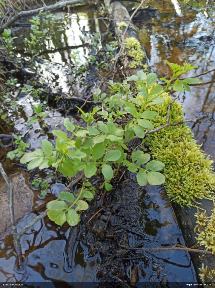 сердечник горький
