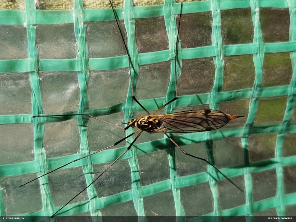 Garkājods (nenoteikts)