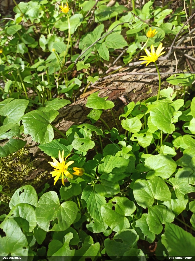 чистяк весенний