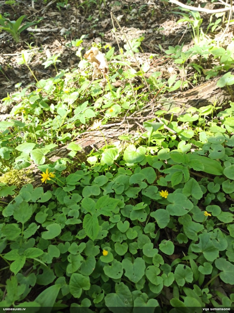 чистяк весенний