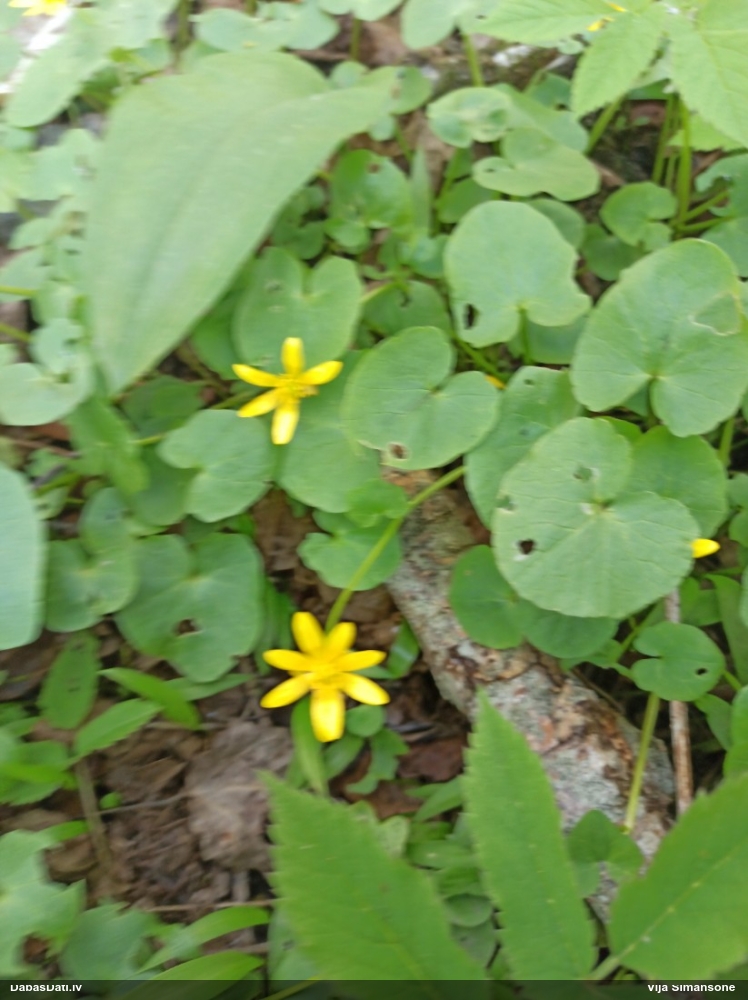 чистяк весенний