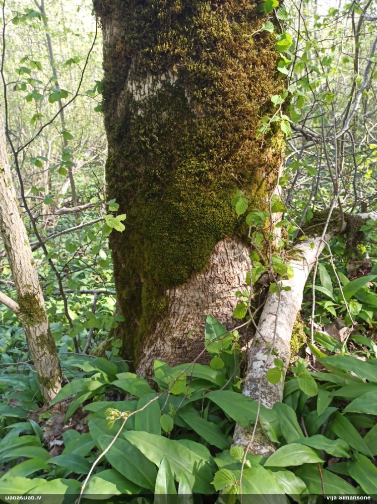 Sašaurinātā kažocene