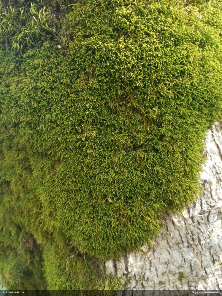 Sašaurinātā kažocene