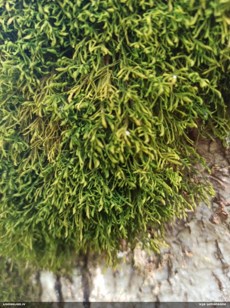 Sašaurinātā kažocene