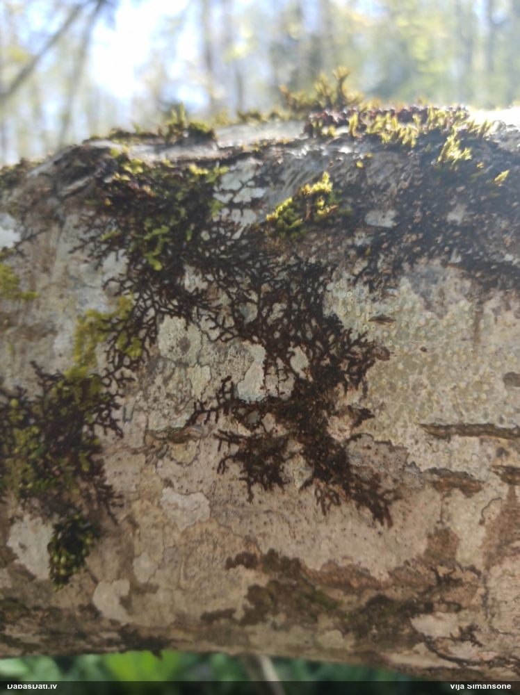 Izplestā frulānija