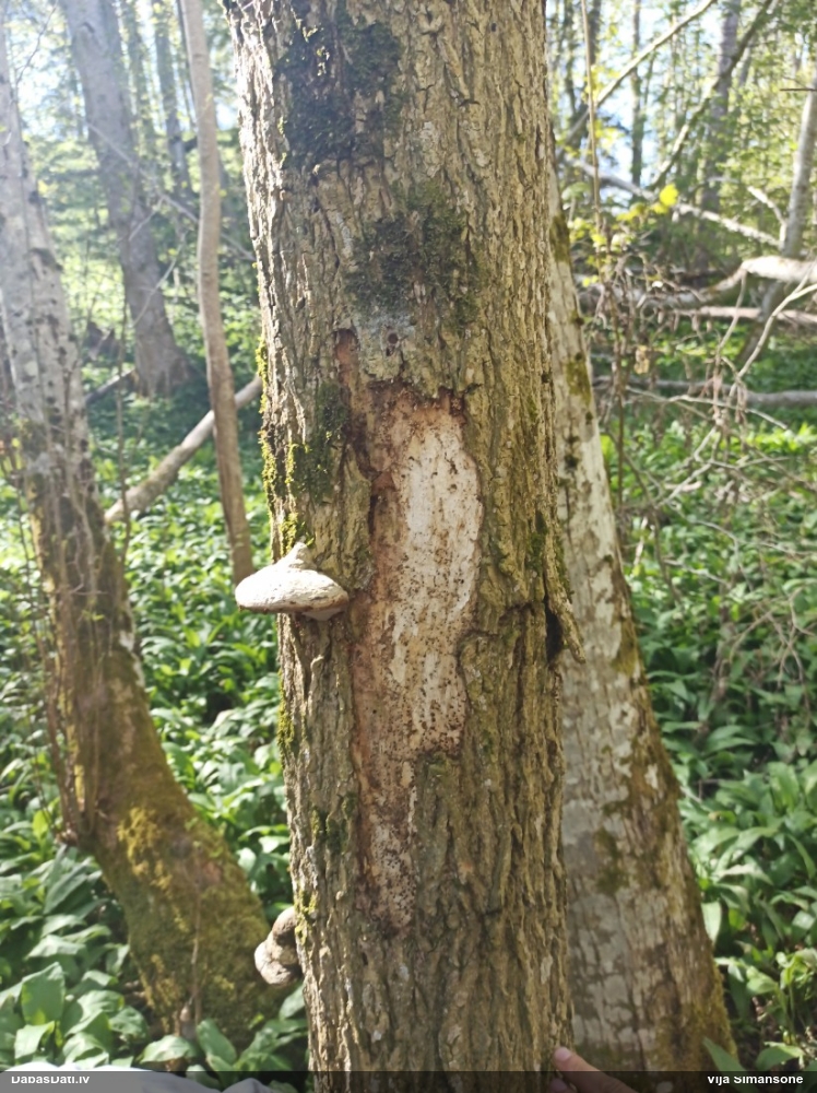 Dižskābaržu fleogena