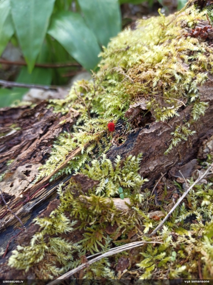 Samtērce (nenoteikta)