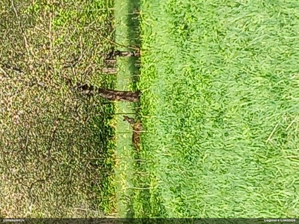 обыкновенная лисица