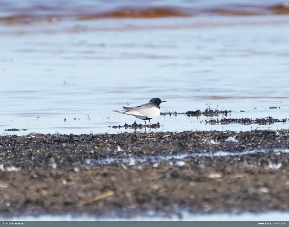 белокрылая крачка