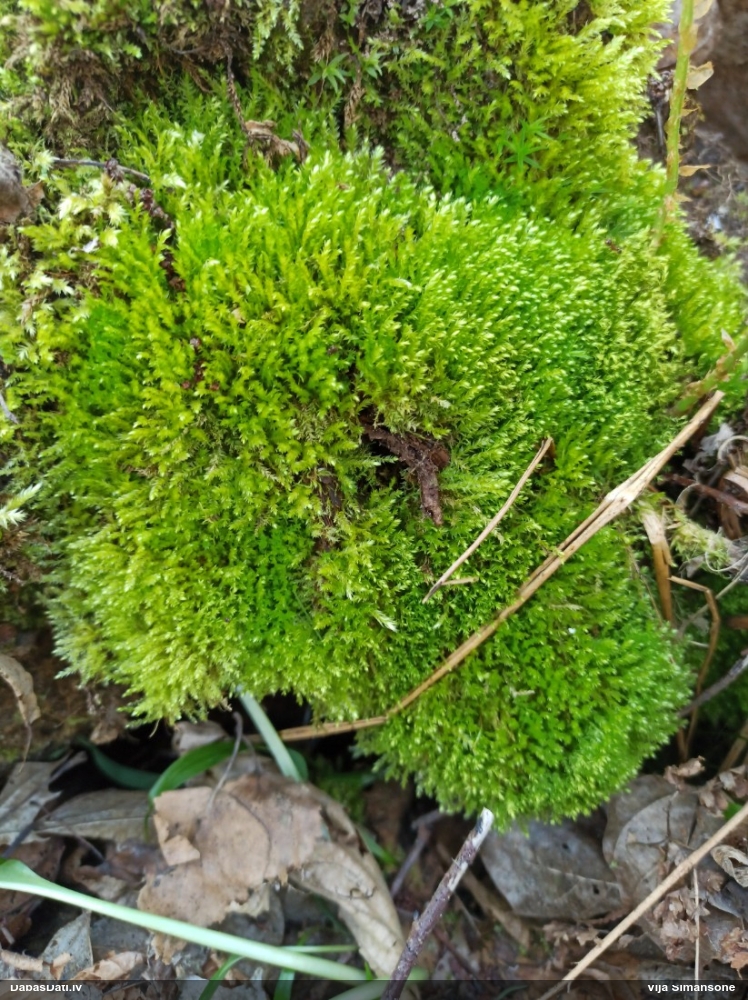 плагиотециум вогнутолистный