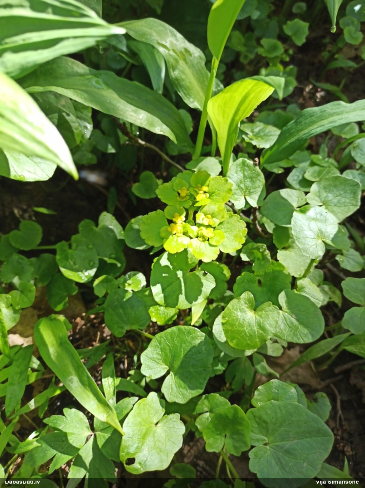 селезеночник обыкновенный