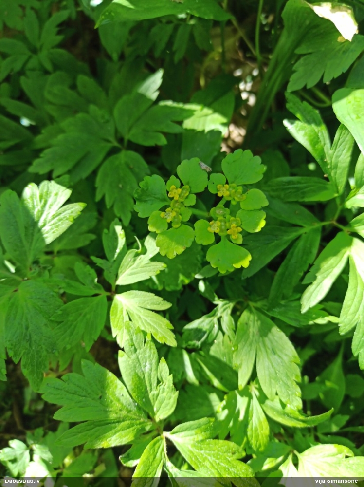 селезеночник обыкновенный