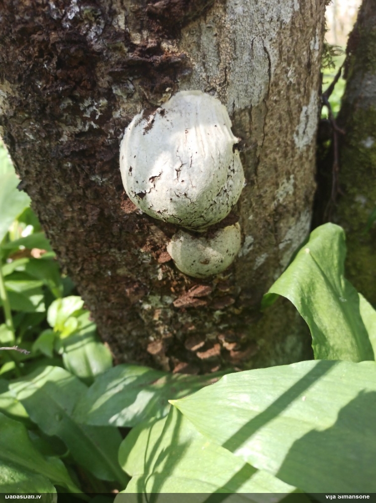 Neīstais pūpēdis, parastais gļotpūpēdis