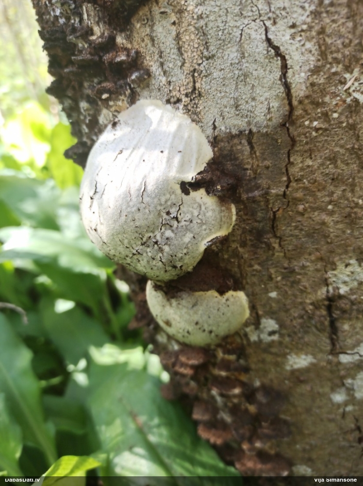 Neīstais pūpēdis, parastais gļotpūpēdis