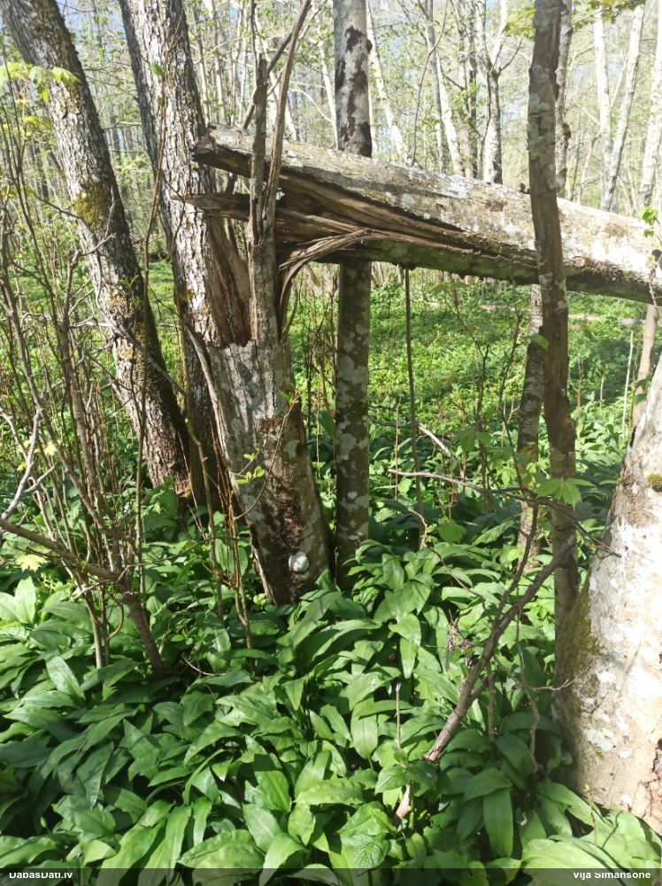 Neīstais pūpēdis, parastais gļotpūpēdis