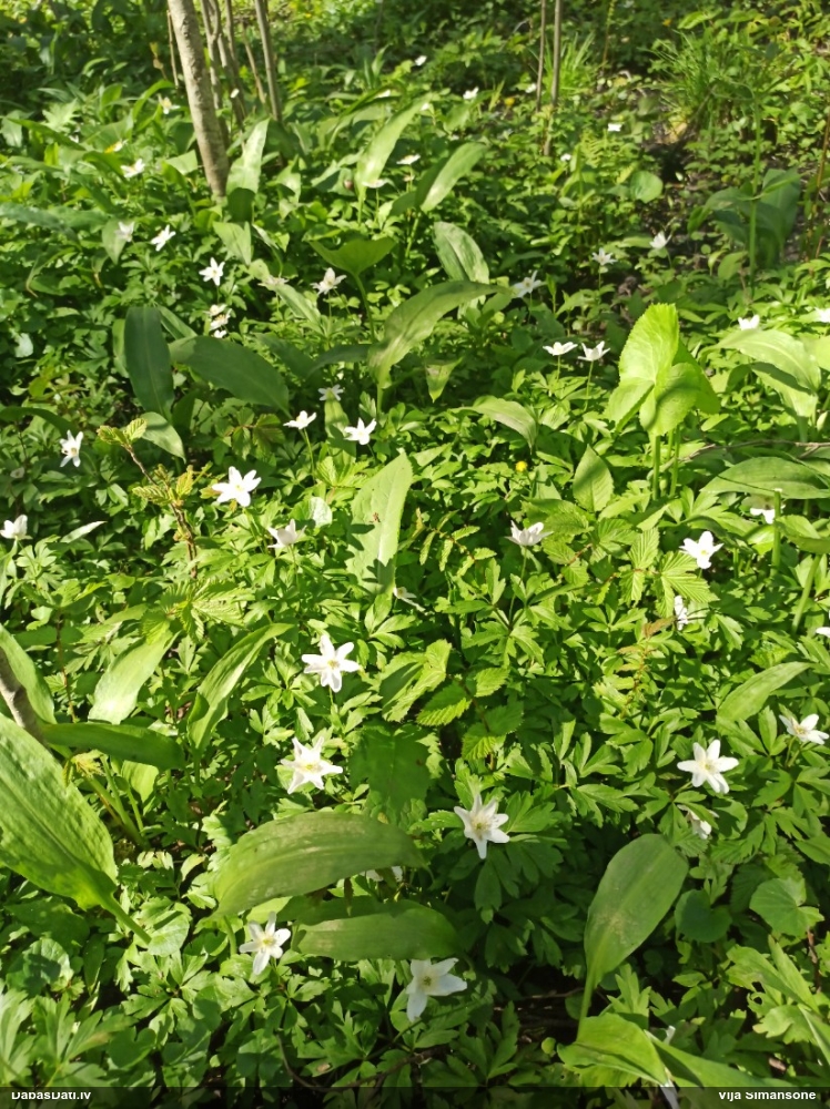 ветреница белая