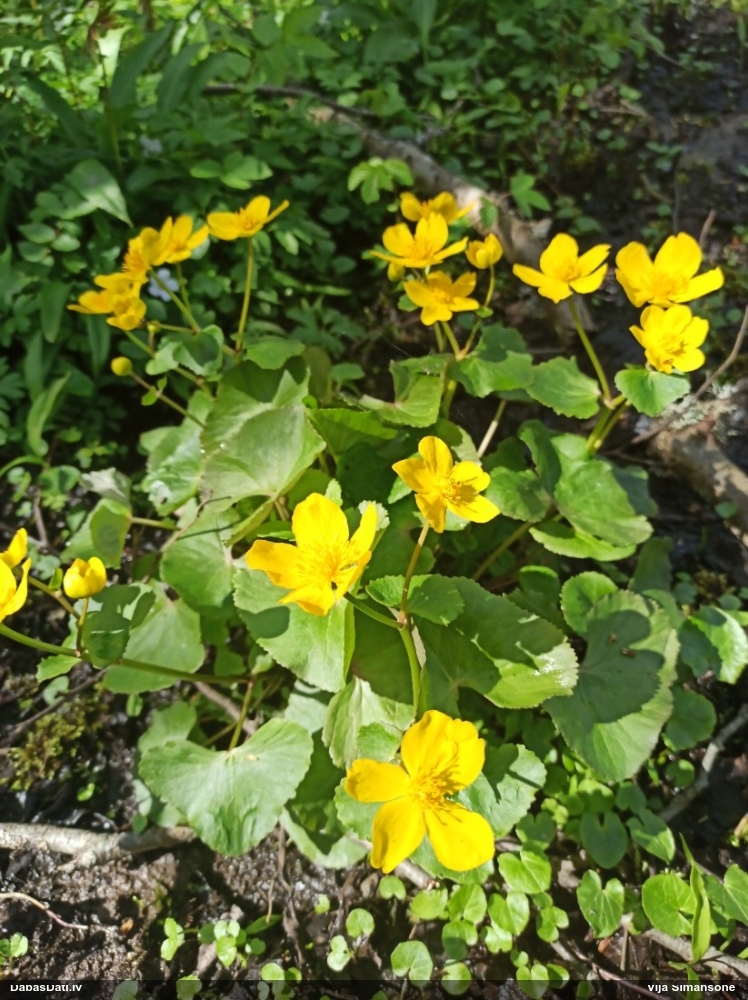 калужница болотная