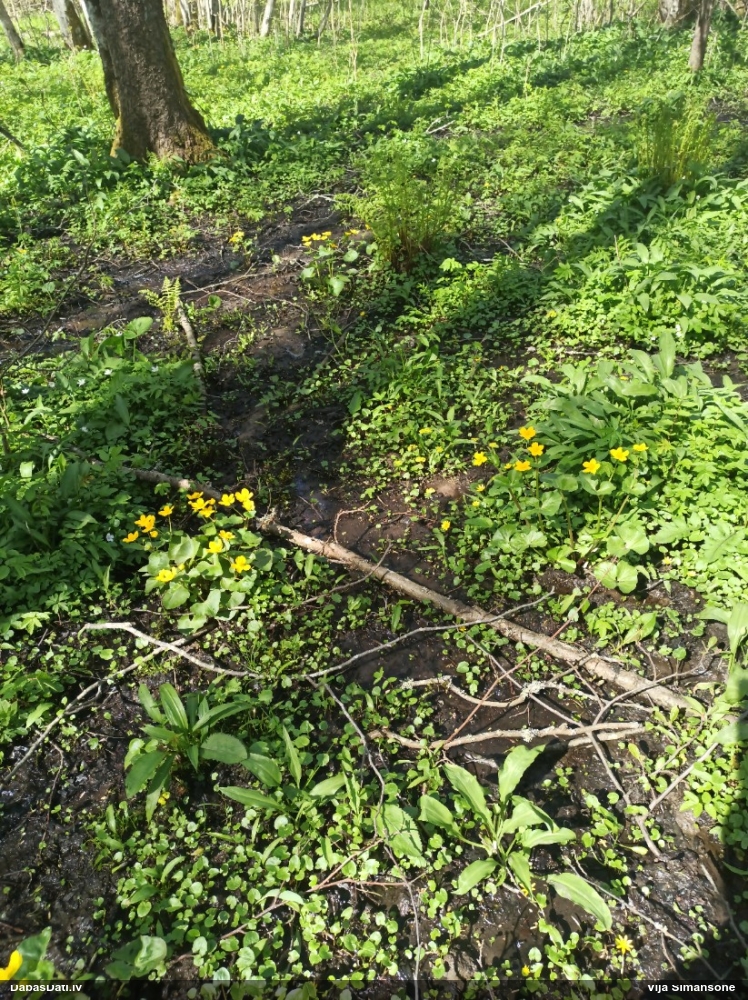 калужница болотная