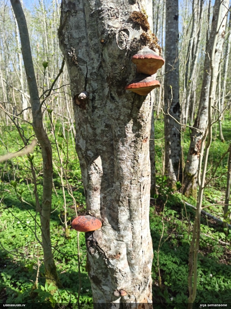 Окаймленный трутовик