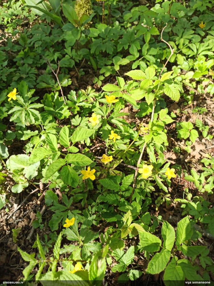 ветреница лютиковая