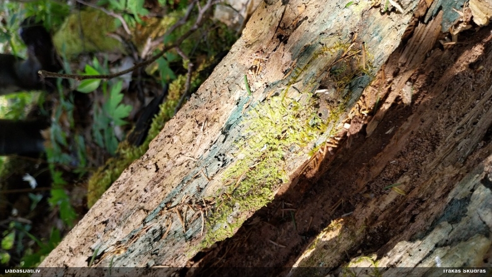 Zilzaļā hlorociborija