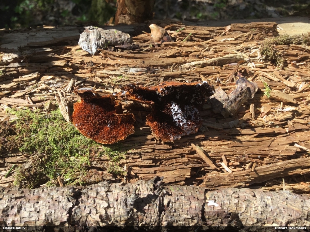 Liesmainā egļpiepe