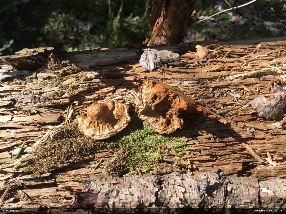 Liesmainā egļpiepe