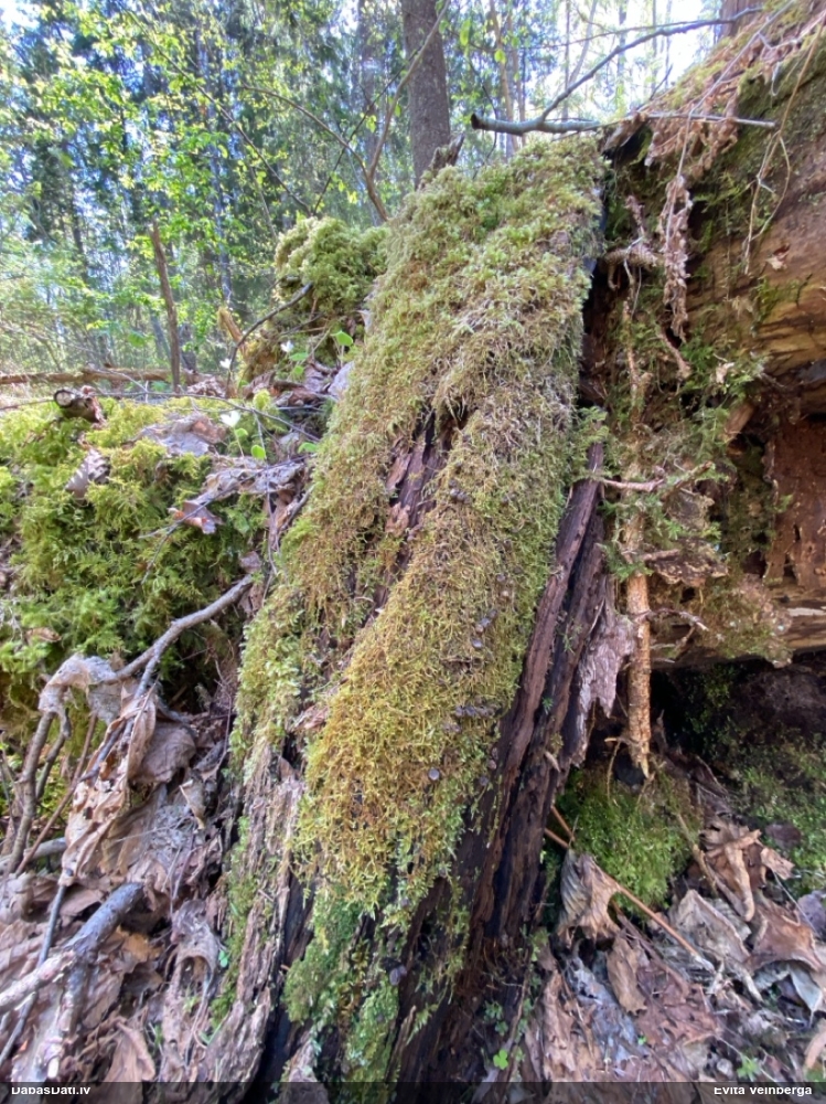 Vilkpienaine (nenoteikta)