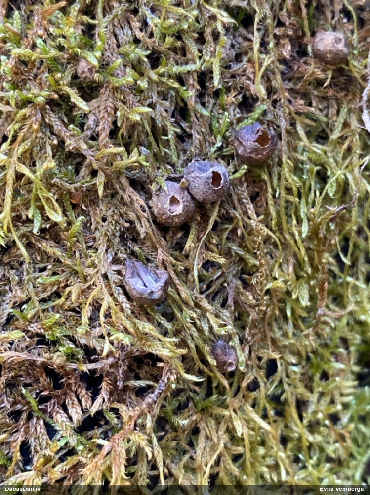 Vilkpienaine (nenoteikta)