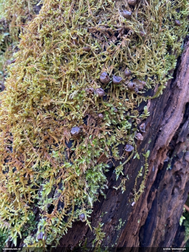 Vilkpienaine (nenoteikta)