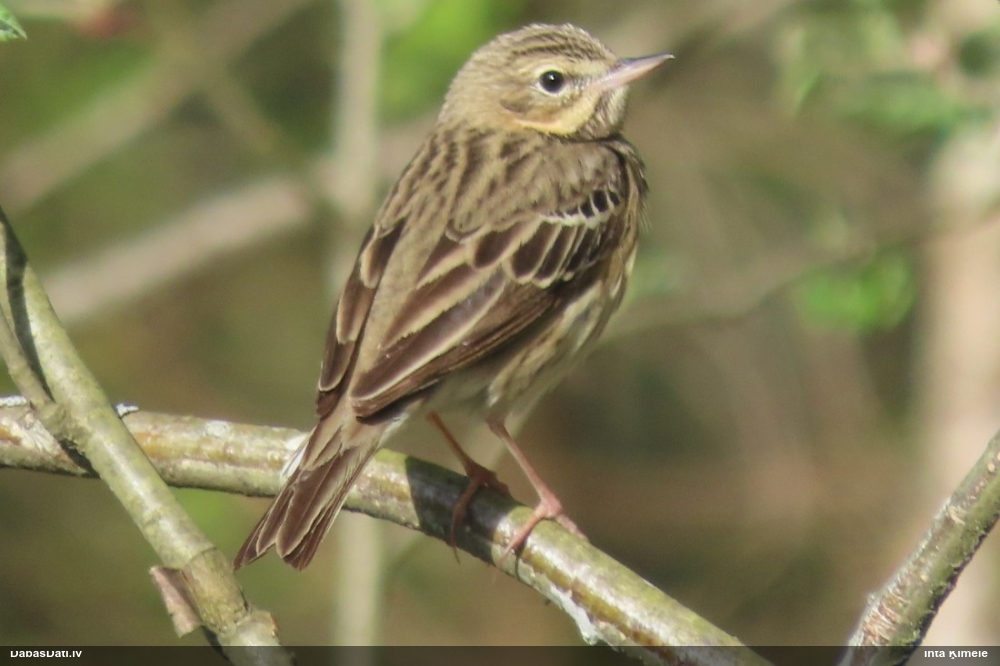 лесной конек