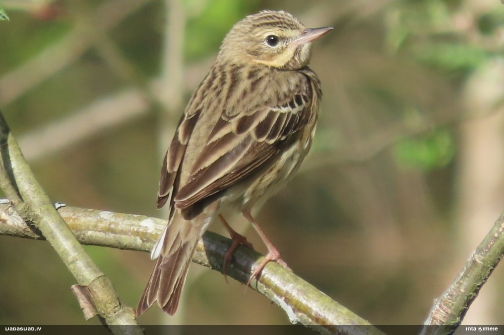 лесной конек