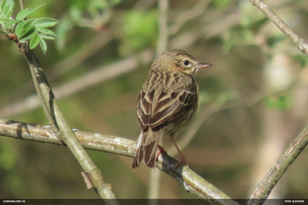 лесной конек