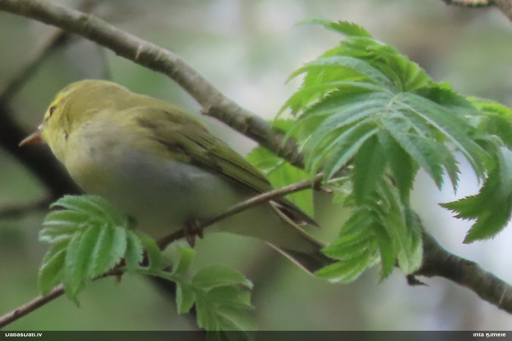 пеночка-рещетка