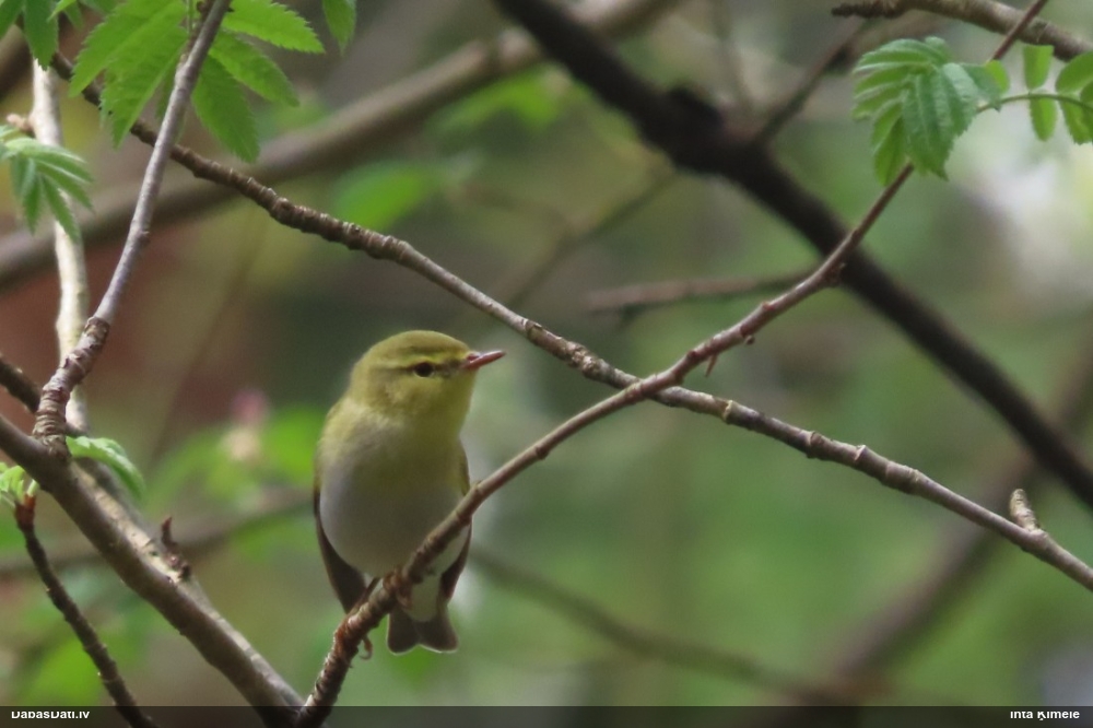 пеночка-рещетка