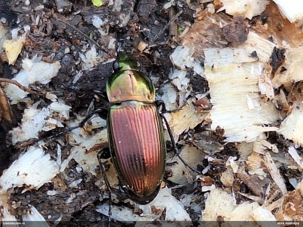 Vara krāsas lauku skrejvabole