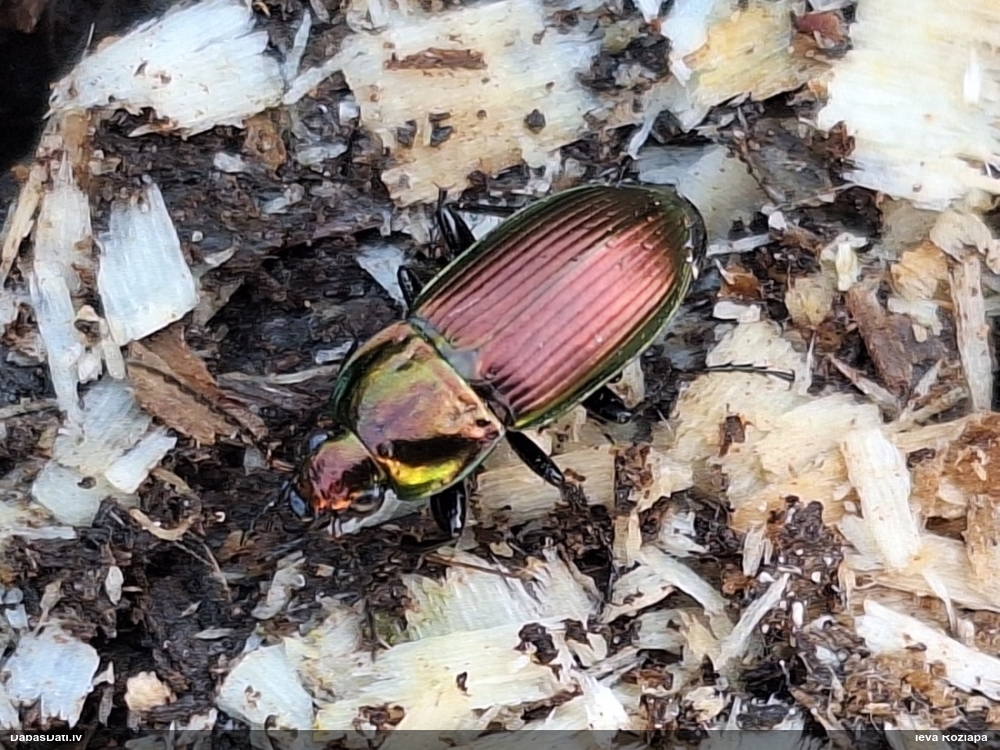 Vara krāsas lauku skrejvabole