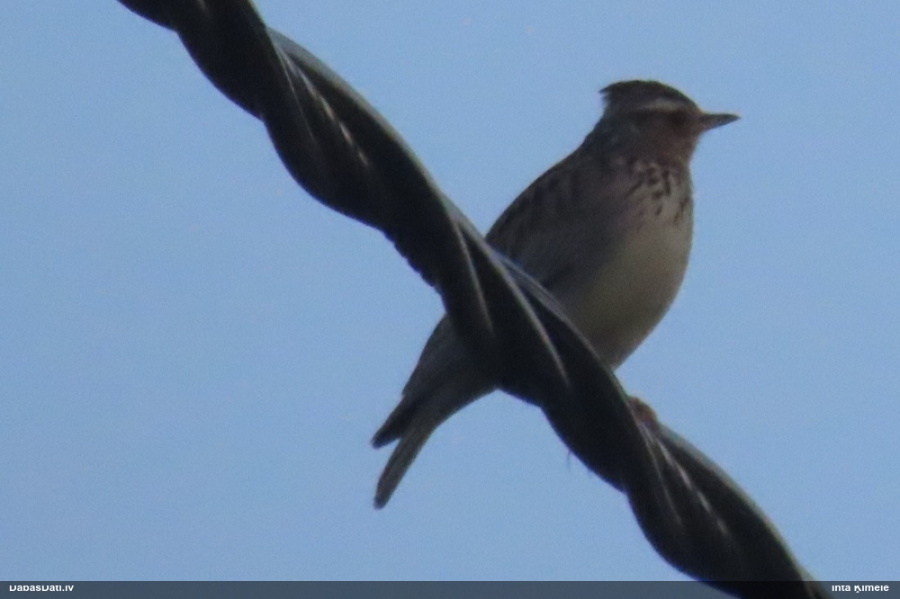 полевой жаворонок