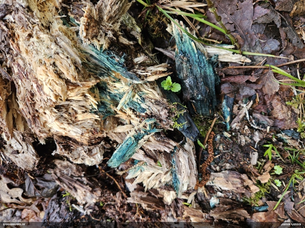 Zilzaļā hlorociborija